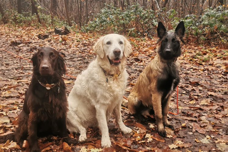Blog comportementaliste canin