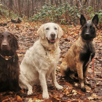 Blog comportementaliste canin