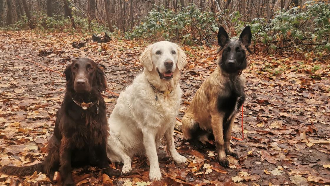 Blog comportementaliste canin