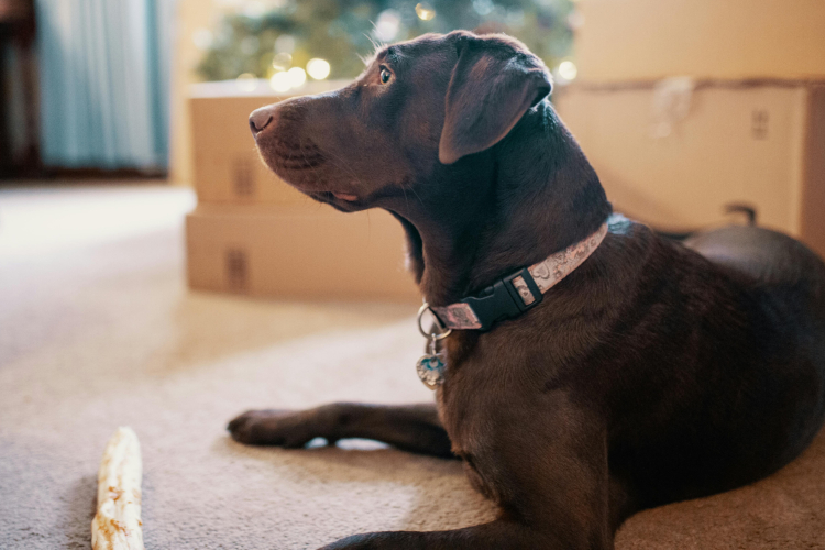 Calmer un chien hyperactif à la maison