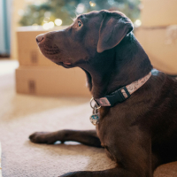 Calmer un chien hyperactif à la maison