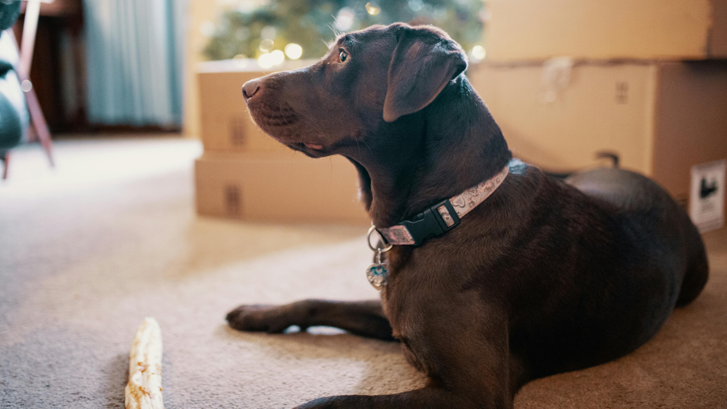 Calmer un chien hyperactif à la maison