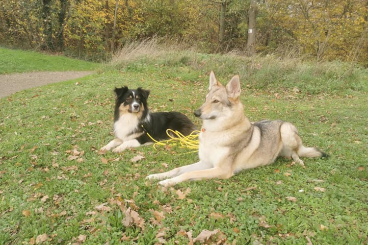 Centre canin 95 : à quoi sert-il et que propose-t-il ?