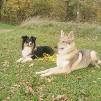 Centre canin 95 : à quoi sert-il et que propose-t-il ?
