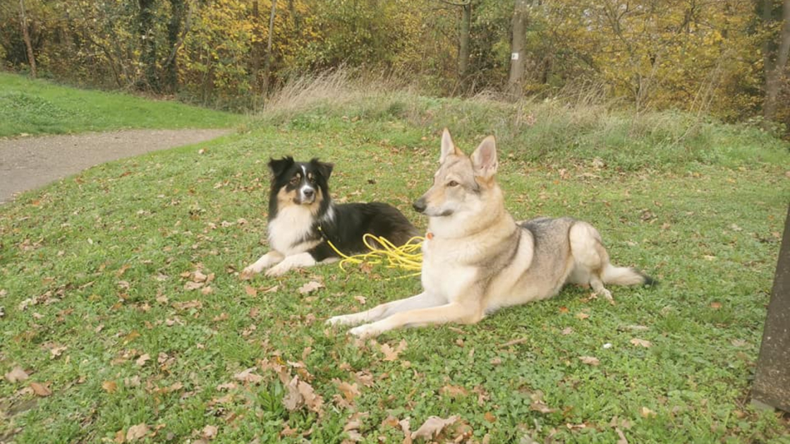 Centre canin 95 : à quoi sert-il et que propose-t-il ?