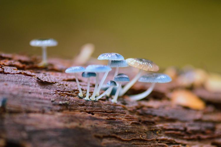 Champignons toxiques pour les chiens