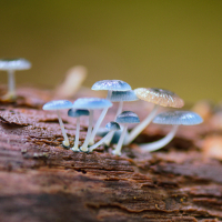 Champignons toxiques pour les chiens