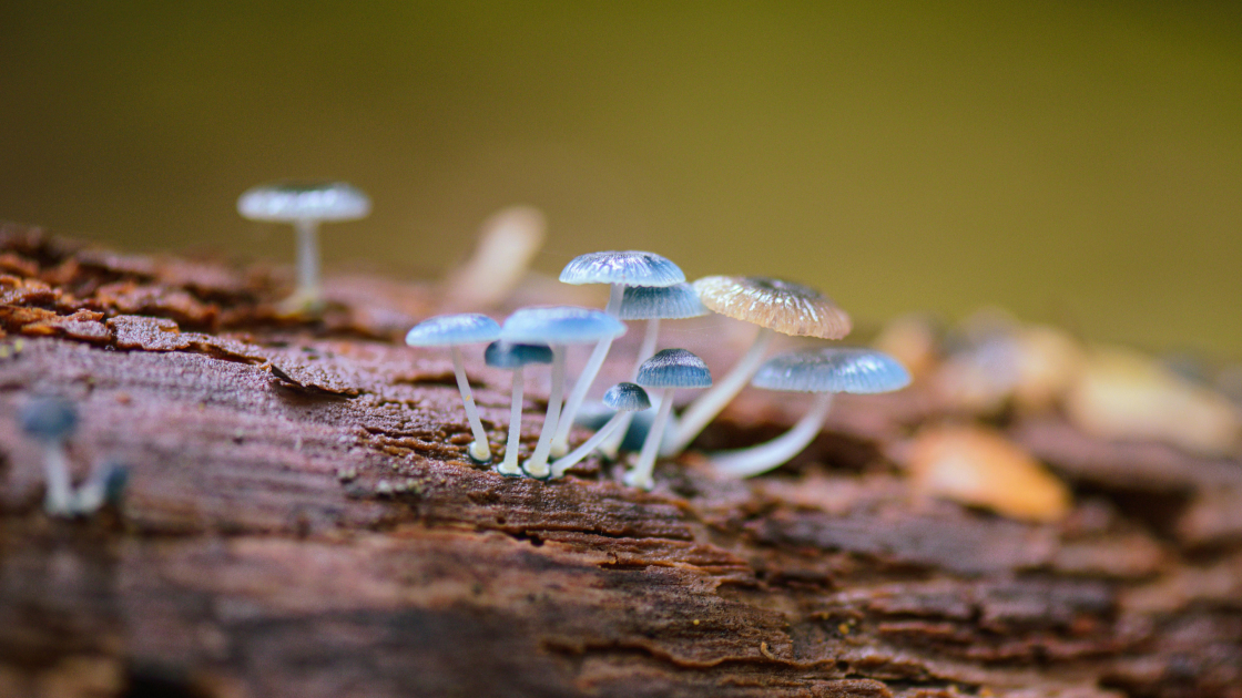 Champignons toxiques pour les chiens