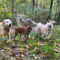 Chien destructeur : que faire ?