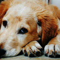 Chien peureux : comment gagner sa confiance