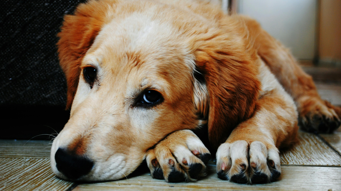 Chien peureux : comment gagner sa confiance