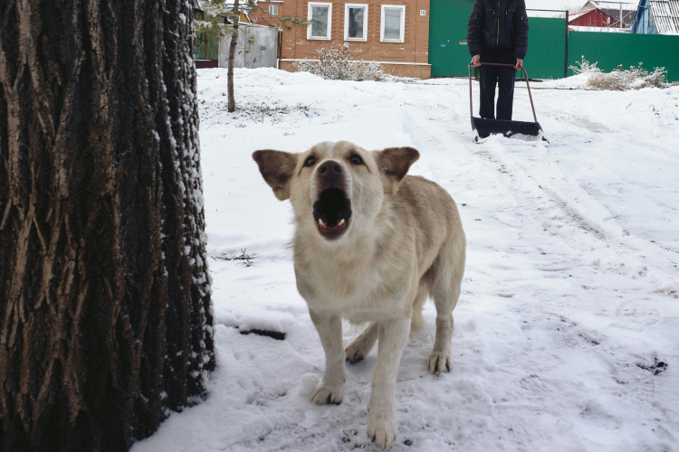 Chien qui aboie trop : solutions pratiques