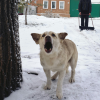 Chien qui aboie trop : solutions pratiques