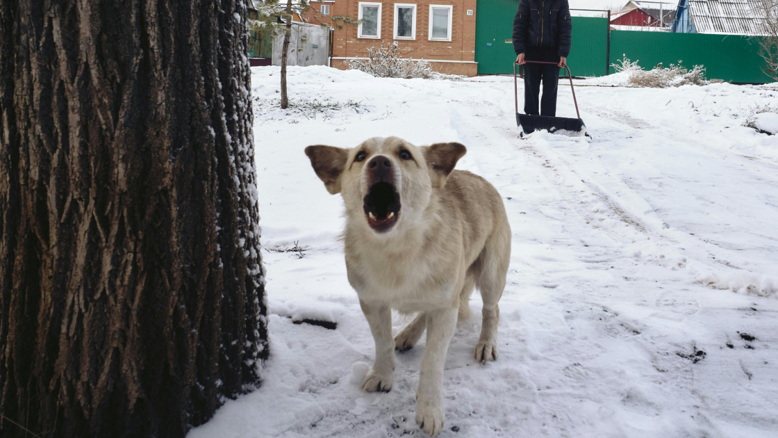Chien qui aboie trop : solutions pratiques