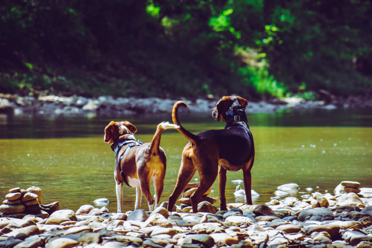 Chien qui fugue : comment prévenir et sécuriser
