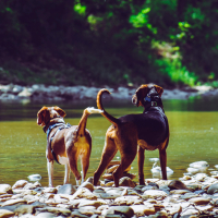 Chien qui fugue : comment prévenir et sécuriser