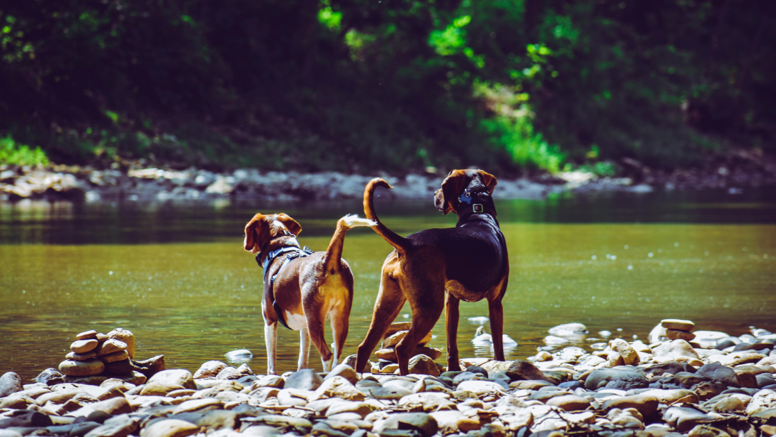 Chien qui fugue : comment prévenir et sécuriser
