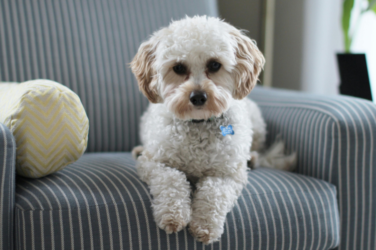 Chiens qui aboient : causes et solutions efficaces