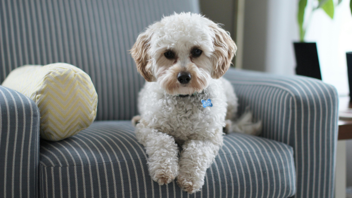 Chiens qui aboient : causes et solutions efficaces