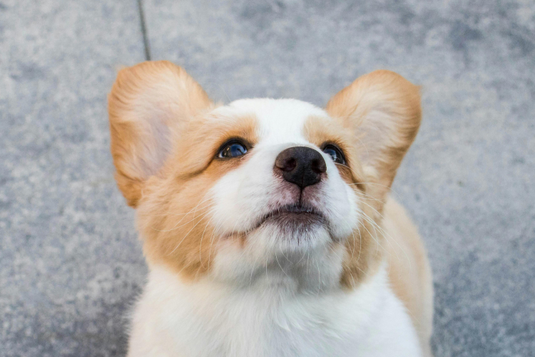 Comment bien choisir son premier chien