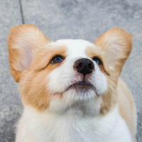 Comment bien choisir son premier chien