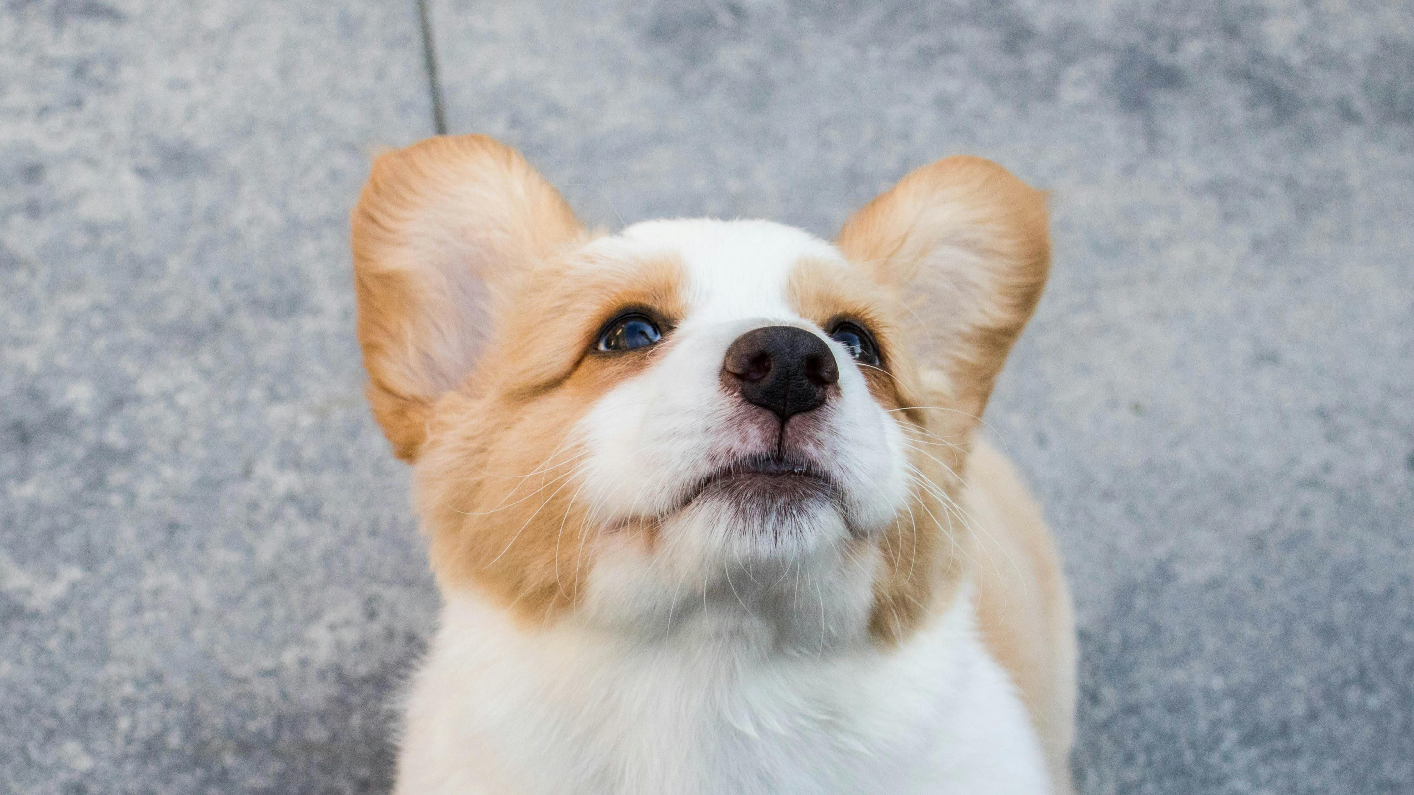 Comment bien choisir son premier chien