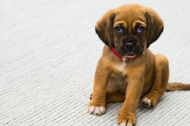 Comment nourrir un chiot : erreurs fréquentes