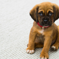 Comment nourrir un chiot : erreurs fréquentes