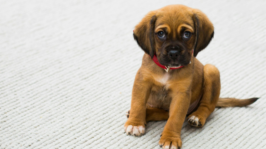 Comment nourrir un chiot : erreurs fréquentes