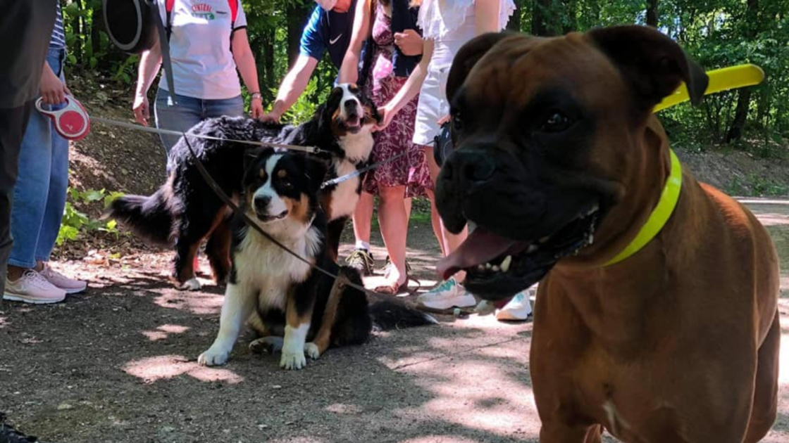 Cours collectifs d'éducation canine