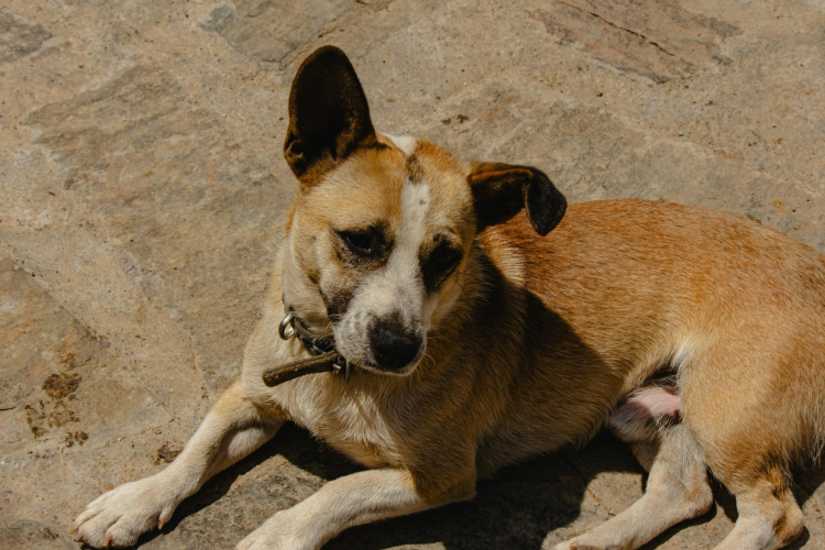 Créer un lien avec un chien de refuge