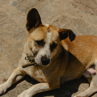 Créer un lien avec un chien de refuge