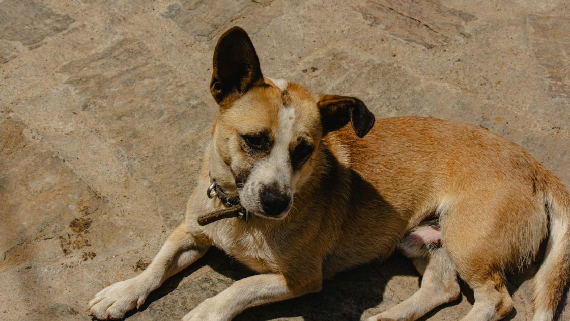Créer un lien avec un chien de refuge