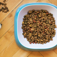 Croquettes ou ration ménagère : que choisir ?