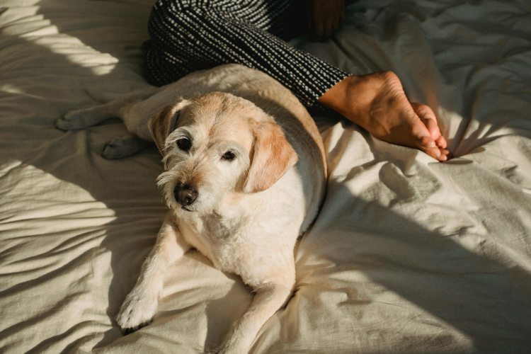 Dormir avec son chien : pour ou contre ?