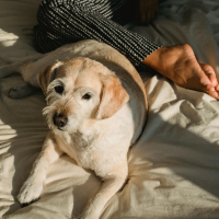 Dormir avec son chien : pour ou contre ?