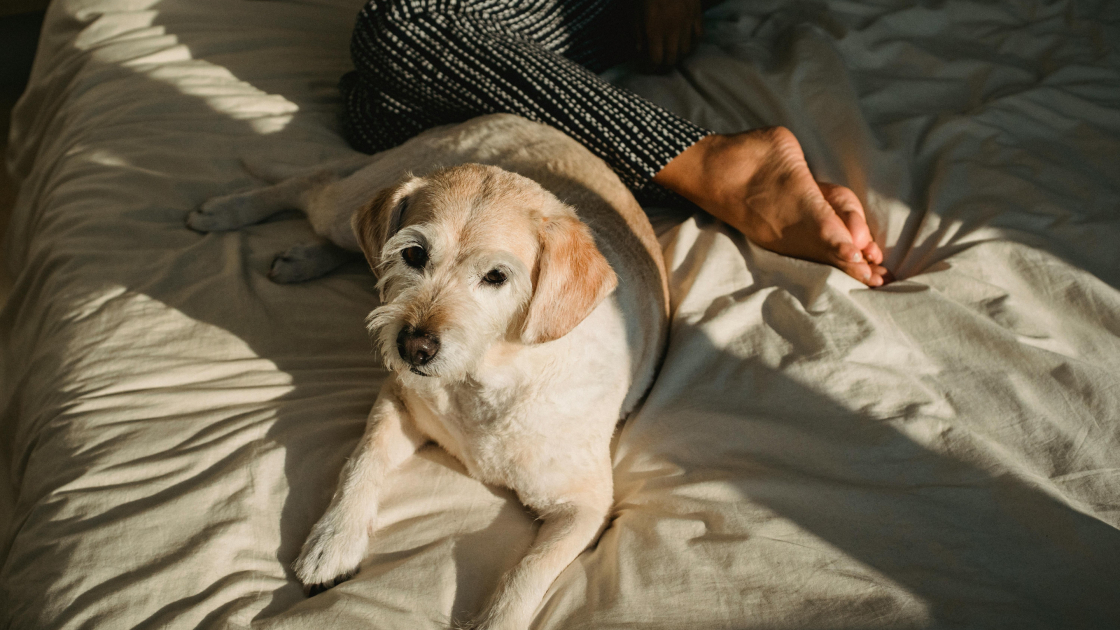 Dormir avec son chien : pour ou contre ?