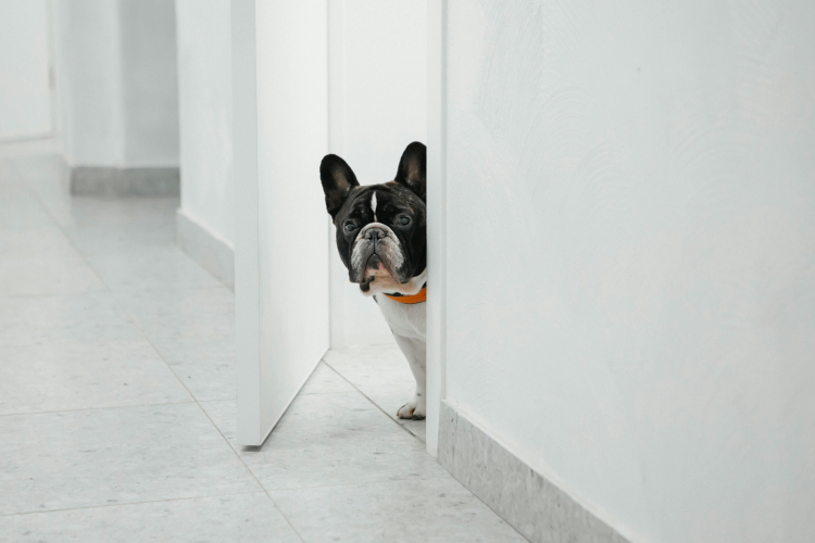 Éducateur canin chiens difficiles : pour qui ?