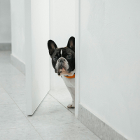 Éducateur canin chiens difficiles : pour qui ?