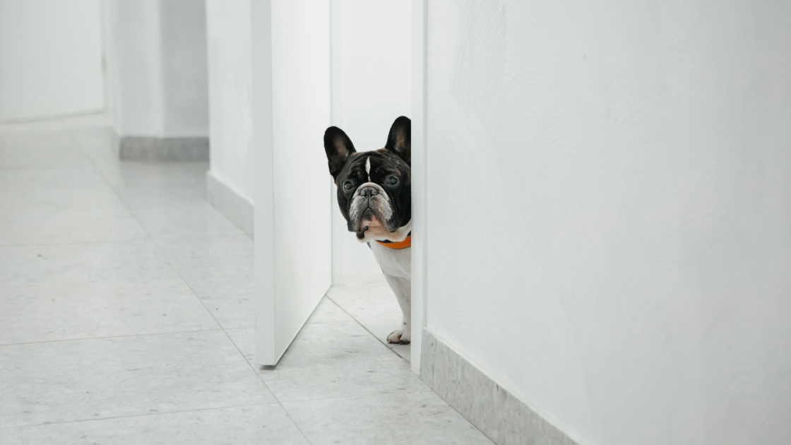 Éducateur canin chiens difficiles : pour qui ?