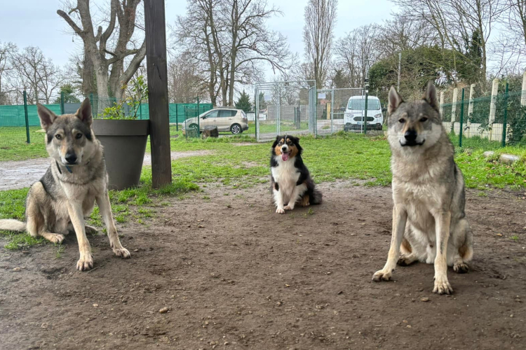 Éducation canine dans le Val-d’Oise