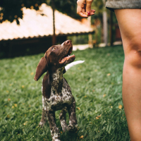 Éducation canine