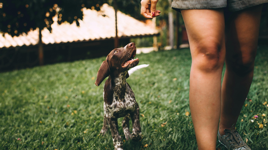 Éducation canine
