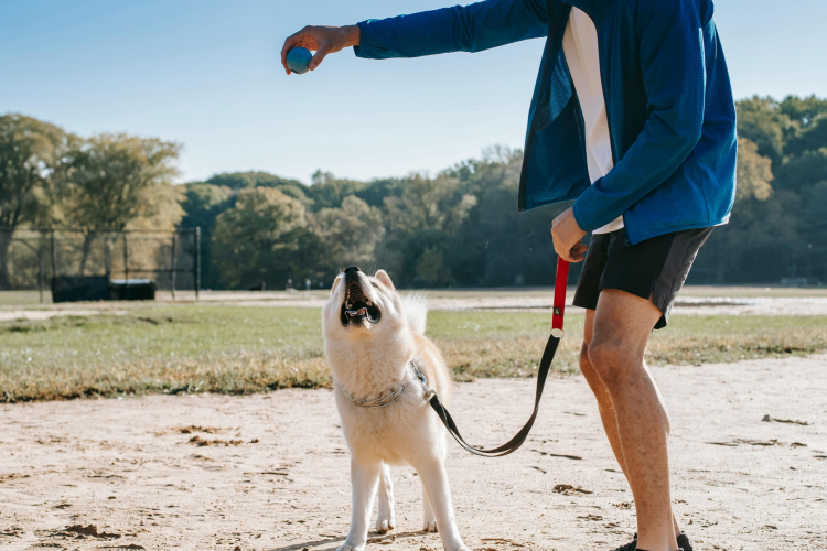 Éduquer un chien sans friandise