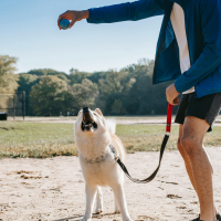 Éduquer un chien sans friandise