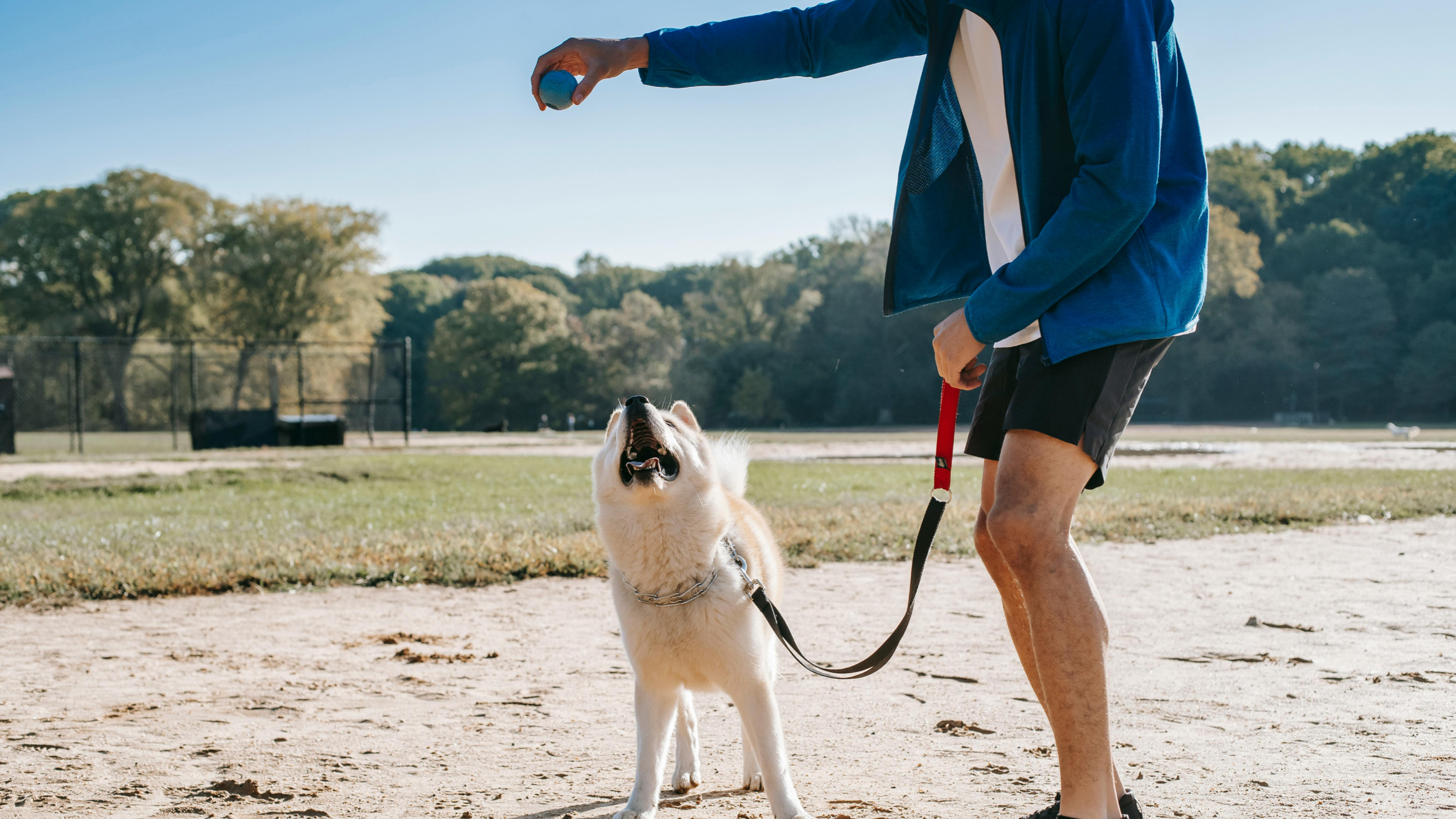 Éduquer un chien sans friandise