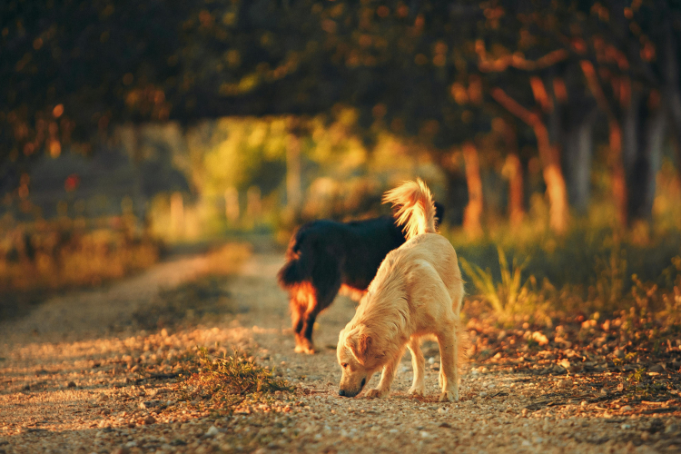 Forêt & chiens : fin de l’obligation de tenir en laisse