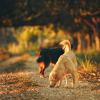 Forêt & chiens : fin de l’obligation de tenir en laisse