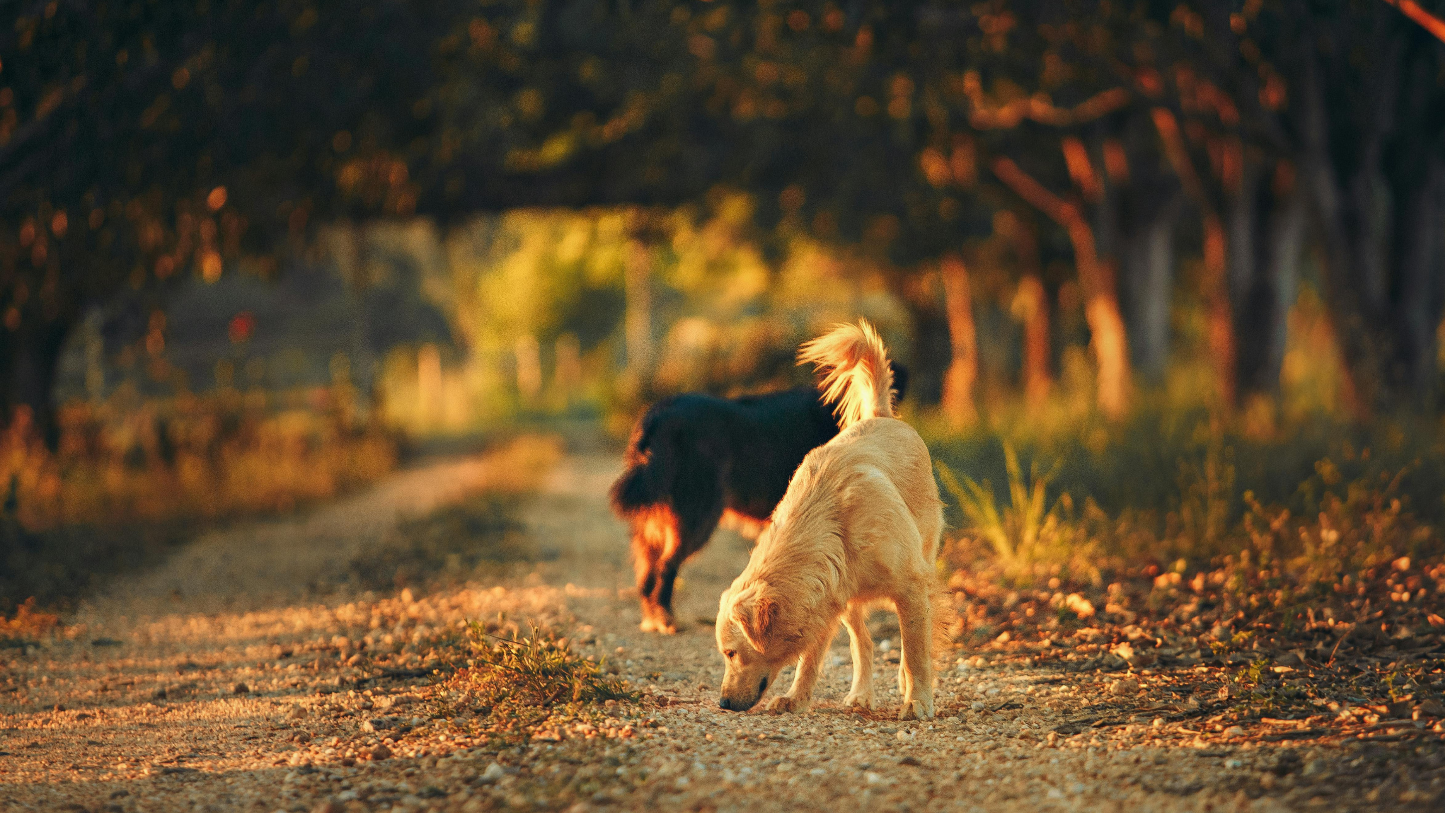 Forêt & chiens : fin de l’obligation de tenir en laisse