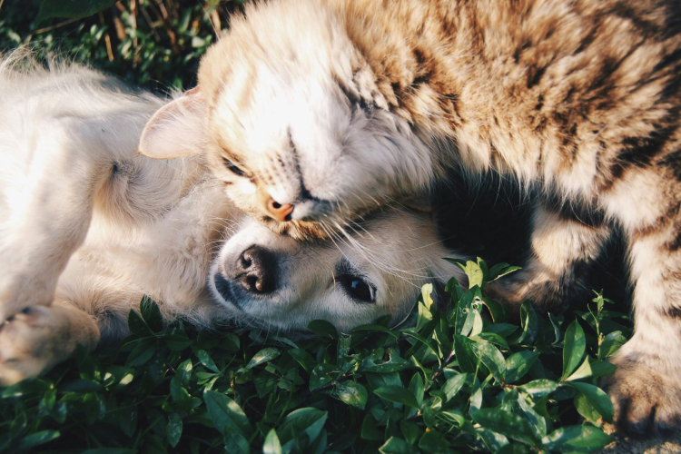 Instinct social et apprentissage chez le chien